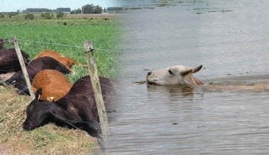 Во время паводков в Казахстане было затоплено 12 захоронений с сибирской язвой