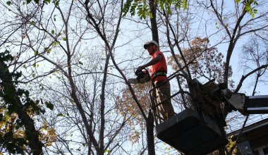 Санитарную обрезку и посадку новых деревьев вместо больных проведут в Алматы