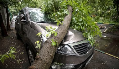 Директора Eco Almaty наказали за падение деревьев на автомобили