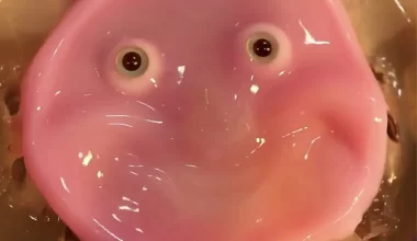 Ученые создали улыбающееся лицо робота из живых клеток человеческой кожи