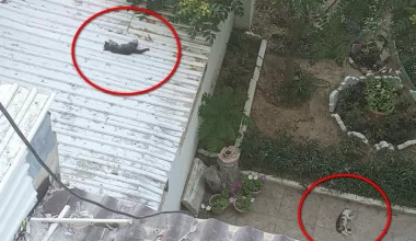 Казахстанцы сбрасывали котят с высотного здания