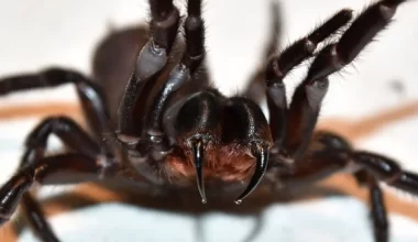 Казахстанский подросток оказался в реанимации после укуса паука