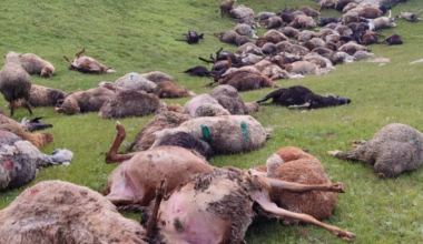 На Иссык-Куле молния убила более 200 овец