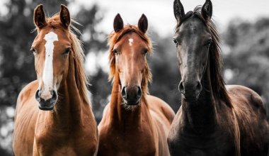 Токаев подписал закон о сохранении казахстанских пород лошадей