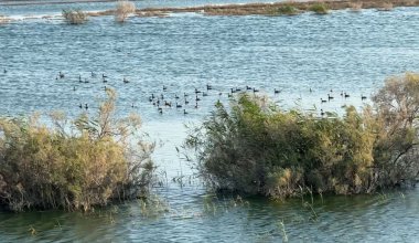 Запах сероводорода в Атырау: утки и цапли опровергли выводы властей