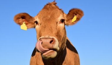 В Шымкенте вводят ограничения из-за заболевания скота