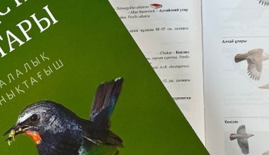 Полевой определитель птиц Казахстана на казахском языке представят в Алматы