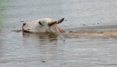 Более 600 голов скота унесло водой в результате непогоды в Жамбылской области