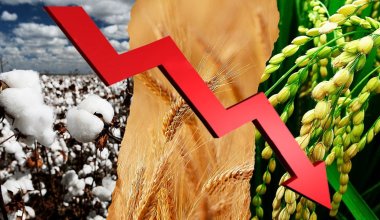 Посевы пшеницы и риса сократили в Казахстане