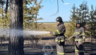 В лесу Абайской области разгорелся пожар