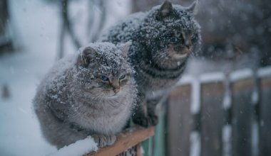 Зима будет суровой: прогнозы синоптиков