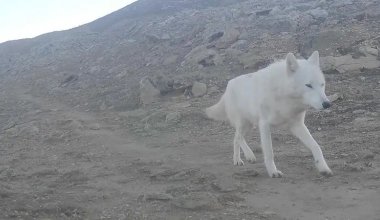 Белый волк второй раз за год попал в фотоловушку в Мангистау