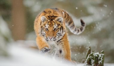 Сколько амурских тигров нужно Казахстану для восстановления популяции