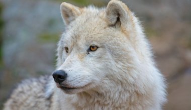 В Казахстане стало больше волков