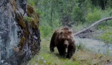 Тянь-шаньские бурые медведи попали в фотоловушку в нацпарке Казахстана