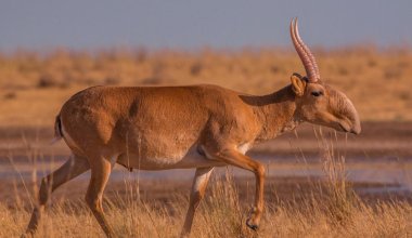 Гражданин Китая хотел вывезти из Казахстана 4,5 тысячи рогов сайги