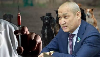 Сталинский подход и убийство животных: эксперты выступили против поправок депутата Жанбыршина