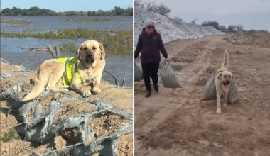 Убийство пса по кличке «Пшөн» в Атырау: появились подробности