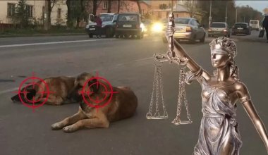 Одно яичко вырезали – инвалидность: депутат снова эмоционально высказался о кастрации бездомных животных