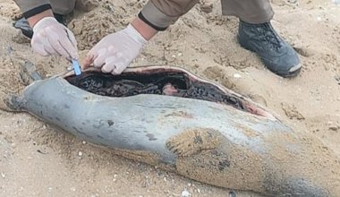 Свыше 80 туш мертвых тюленей обнаружили на побережье Каспия