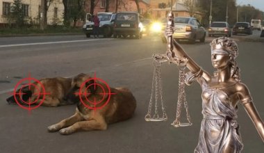 Больше 370 человек пострадали от укусов бродячих собак в ЗКО