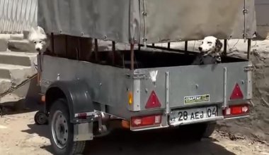 Бьют и используют: жители Актау заявили о жестоком обращении с собаками
