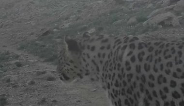 Азиатский барс поселился в Мангистау - хищник выбрал заповедник в качестве дома