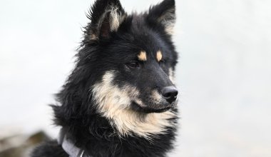 Бродячая собака укусила 10-летнего ребенка в Уральске