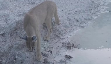 Краснокнижный каракал попал в фотоловушку в Мангистау