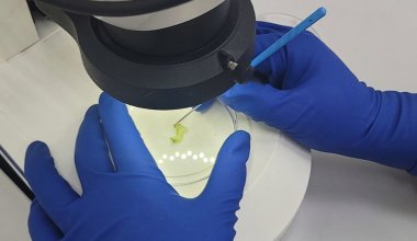 Опасный вредитель обнаружен в казахстанской капусте