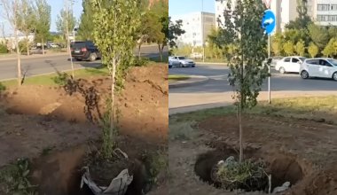 “Издевательство над деревьями”: брошенные саженцы возмутили жителей Астаны