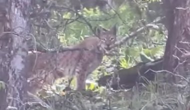 Туристу удалось снять рысь в нацпарке Казахстана