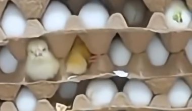 Цыплята вылупились из яиц прямо в кузове грузовика: вирусное видео из Узбекистана