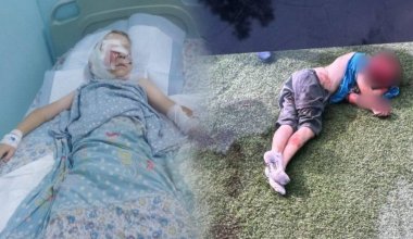 Собаки растерзали 10-летнего мальчика близ Алматы