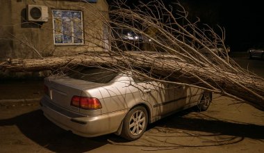 Казахстанец отсудил миллионы за упавшее на авто дерево: как ему это удалось