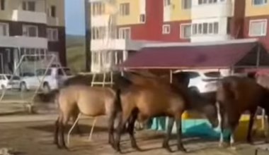 Казахстанец нарвался на штраф из-за лошадей