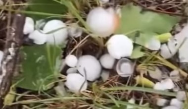 Погодная аномалия шокировала жителей Восточного Казахстана