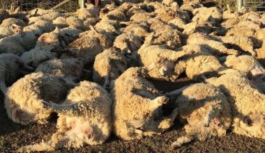 Падеж скота произошел в Карагандинской области
