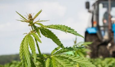 Итальянцы будут выращивать в РК промышленную коноплю