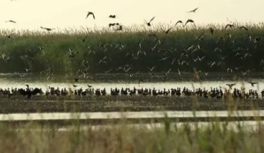 Загадочную гибель птиц расследуют в Атырауской области