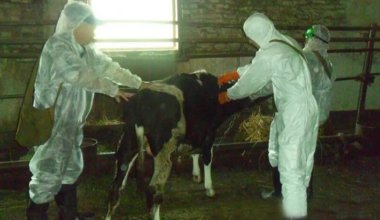 Сразу три очага бешенства среди КРС выявили в ЗКО