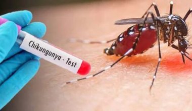 Казахстанцам не стоит опасаться вируса чикунгунья: доводы ученого