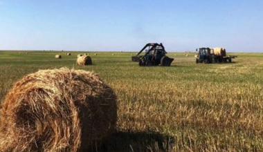 Зима близко: более 24 млн тонн кормов заготовлено в Казахстане