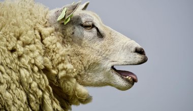 Очередная проблема в сельском хозяйстве: у животноводов РК гниёт продукция