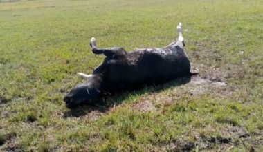В селе, где гибнет скот, чиновников заставили пить "ядовитую" воду