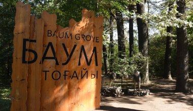 В Алматы готовятся вырубить более 10 тысяч деревьев в роще Баума