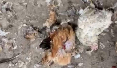 Жители бьют тревогу: дикие животные нападают на домашние хозяйства в Атырау