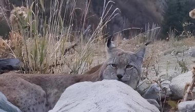 Редкую рысь сняли на видео в Иле-Алатауском парке