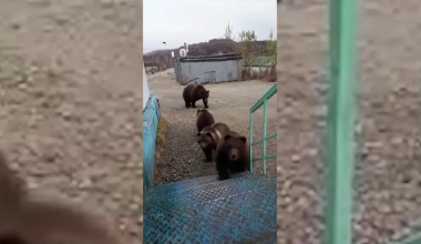 Жители Риддера пожаловались на нашествие медведей