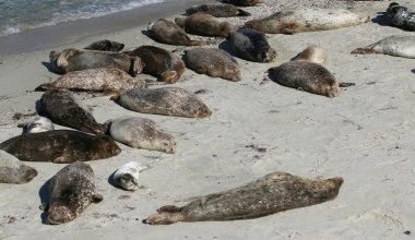 Минсельхоз связал массовую гибель тюленей со слабым иммунитетом, а не экологией
